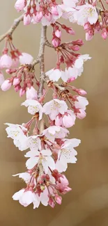 Cherry blossom branch with pink flowers against a blurred background.