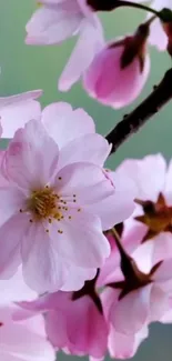 Mobile wallpaper featuring blossoming sakura flowers with soft pink petals.