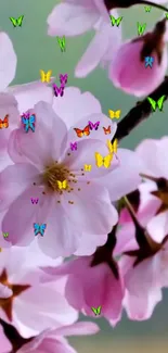 Pink cherry blossoms with colorful butterflies fluttering around them.