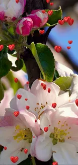 Close-up of pink and white apple blossoms with a blue sky backdrop.