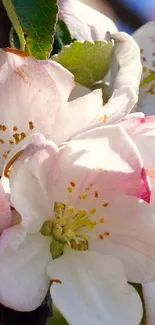 Blossoming flowers with green leaves against a blue sky background.