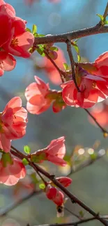 Vibrant pink blossoms on branches under a clear blue sky.