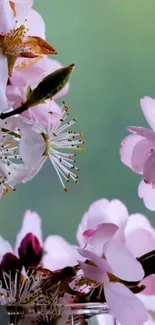 Mobile wallpaper with pink blossoms on a green background.