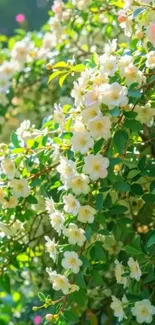 Blooming white flowers with lush green leaves on a sunny day.