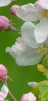 Close-up of pink and white blossoms with green background.