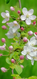 Close-up of white blossoms with green background.