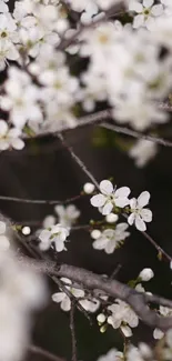 Mobile wallpaper of white spring blossoms on branches.