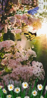 Spring wallpaper with cherry blossoms, butterflies, and daisies.