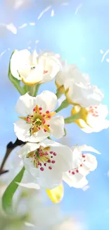 Mobile wallpaper featuring white blossoms against a blue sky, exuding spring serenity.