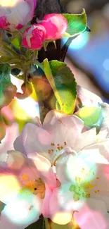 Spring blossoms with green leaves against a blue sky in mobile wallpaper.