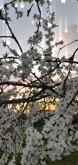 Blossoming tree branches silhouetted against a sunset sky, creating a serene atmosphere.