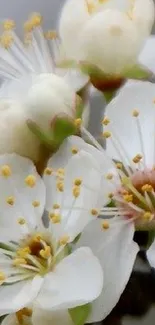 Close-up of white blossoms with yellow stamens on a green background.