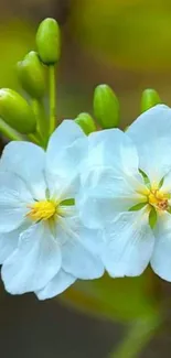 White flowers blooming on a green background.