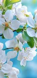 Closeup of white blossoms against a blue background.