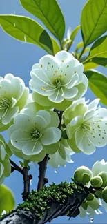 Beautiful white flowers blooming on a branch with green leaves.