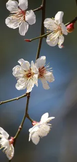 White flowers blooming on branches against a light blue sky.