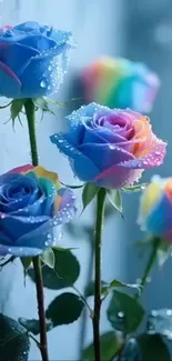 Blue and rainbow roses with dewdrops on petals.