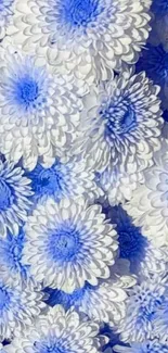 Floral mobile wallpaper with blue and white flowers.