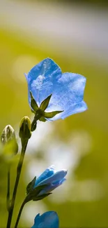 Close-up of a blue bellflower in a green field.