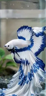 Beautiful blue and white betta fish in an aquarium setting.
