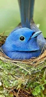 Blue bird nesting in a mossy nest with vibrant surroundings.