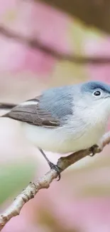 Blue bird perched on a branch with pink blossom background.