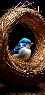 Blue bird in a straw nest against a dark background, creating a serene mobile wallpaper.