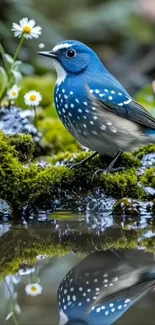 Blue bird perched on moss with a reflection in pond.