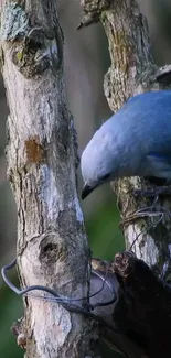 Blue bird perched on tree trunk with blurred natural background.