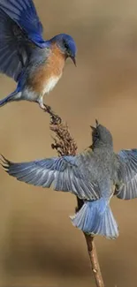 Two blue birds flying against a beige background.