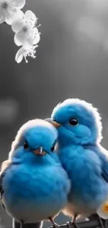 Two vibrant blue birds perch on a blossoming branch.