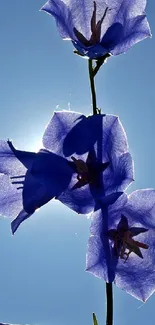 Blue flowers backlit by the sun, creating a serene and elegant mobile wallpaper.