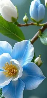 Close-up of a sky blue blossom with green leaves.