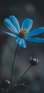 Delicate blue flower on a dark, blurred background