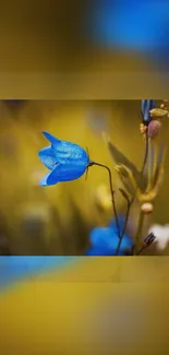 Delicate blue flower on a golden blurred background.