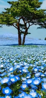 Serene field of blue flowers with a tree.