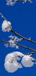 Blue Branch Winter Live Wallpaper