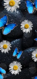 Blue butterflies and daisies on black stones wallpaper.