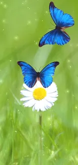 Two blue butterflies over a daisy on a green background.