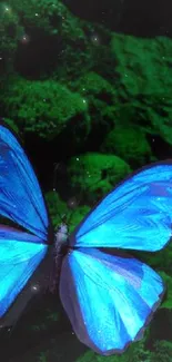 Two blue butterflies on a dark mossy green background.