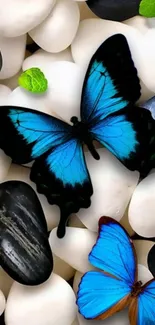 Beautiful blue butterflies on white and black pebbles.