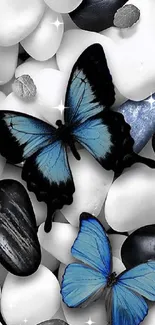 Blue butterflies resting on pebbles with black and white stones.