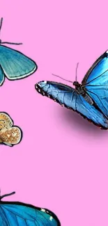 Pink background with blue butterflies.