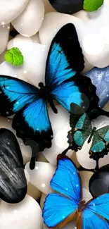 Blue butterflies rest on smooth white and black stones.