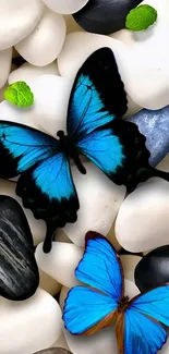 Blue butterflies on smooth stones with green leaf accents.