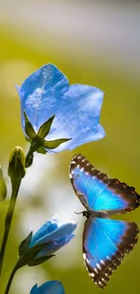 A blue butterfly perched on a wildflower with a blurred background.