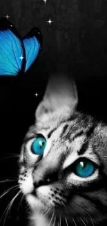 Cat with blue eyes and butterfly phone wallpaper.