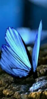 Blue butterfly on textured surface with dim light.