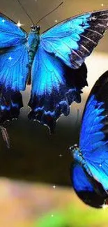 Two vibrant blue butterflies in flight.