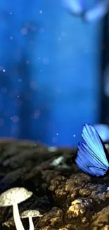 Beautiful blue butterfly on a forest floor with glowing mushrooms.